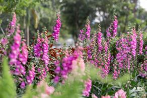 香蜜月季花