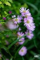 香蜜月季花
