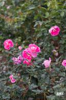 香蜜月季花