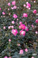 香蜜月季花
