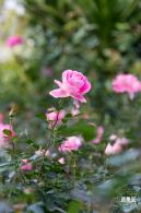 香蜜月季花