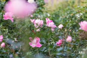 香蜜月季花