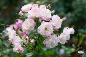 香蜜月季花