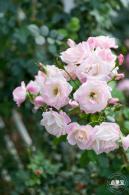 香蜜月季花