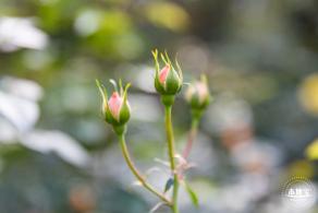 香蜜月季花