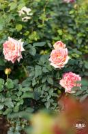 香蜜月季花