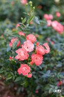 香蜜月季花
