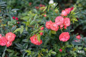 香蜜月季花