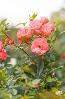 香蜜月季花