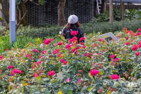 香蜜月季花