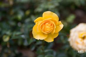 香蜜月季花