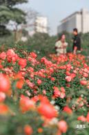 香蜜月季花