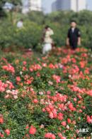 香蜜月季花