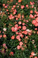 香蜜月季花