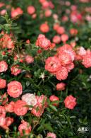 香蜜月季花