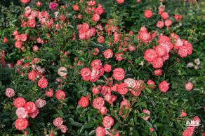 香蜜月季花