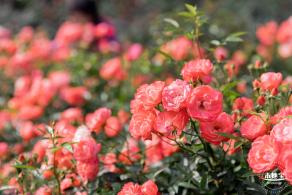 香蜜月季花