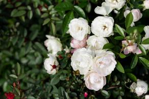 香蜜月季花