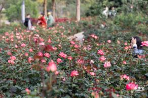 香蜜月季花