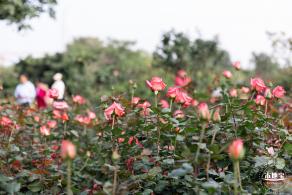 香蜜月季花