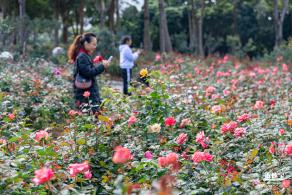 香蜜月季花
