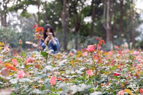 香蜜月季花