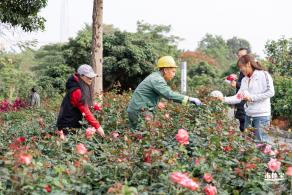 香蜜月季花