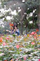 香蜜月季花