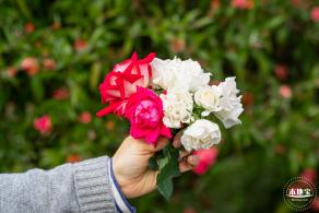 香蜜月季花