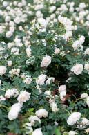 香蜜月季花