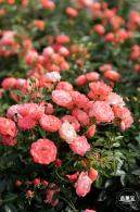 香蜜月季花