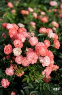 香蜜月季花
