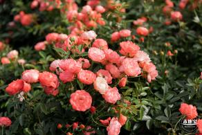香蜜月季花
