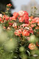 香蜜月季花