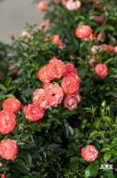 香蜜月季花