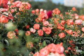香蜜月季花