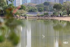 香蜜月季花