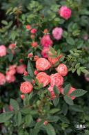 香蜜月季花
