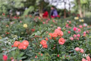 香蜜月季花