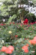 香蜜月季花