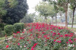光明月季花海