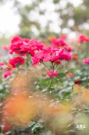 光明月季花海