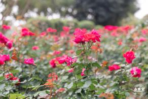 光明月季花海