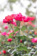 光明月季花海