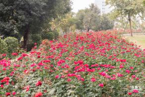 光明月季花海