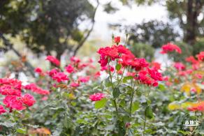 光明月季花海