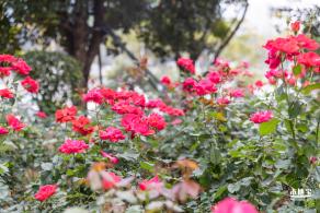 光明月季花海