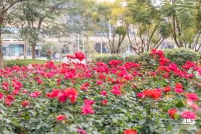 光明月季花海