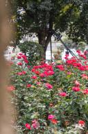 光明月季花海