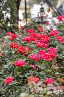 光明月季花海